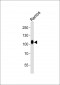 CD19 Antibody (C-term)